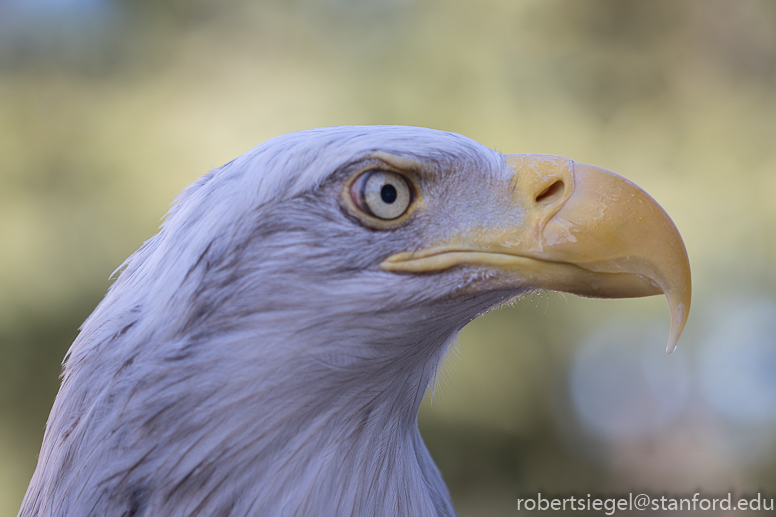 bald eagle